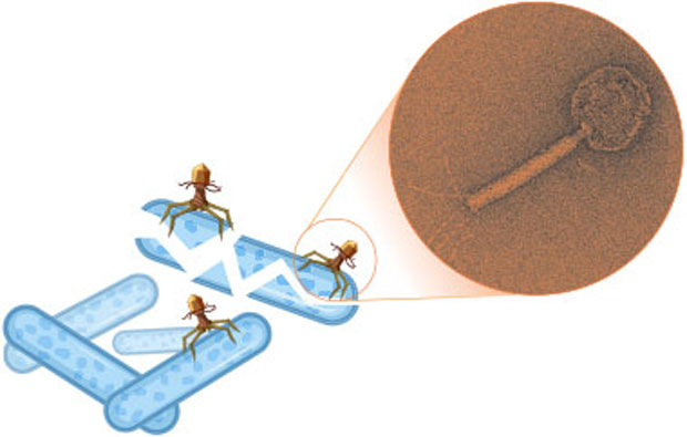 Drawing of bacteria being attacked by viral phages with inset showing a microscopic image of a phage.