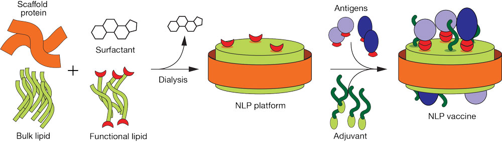 Illustration of the relatively short list of components and steps that comprise a nanolipoprotein particle.