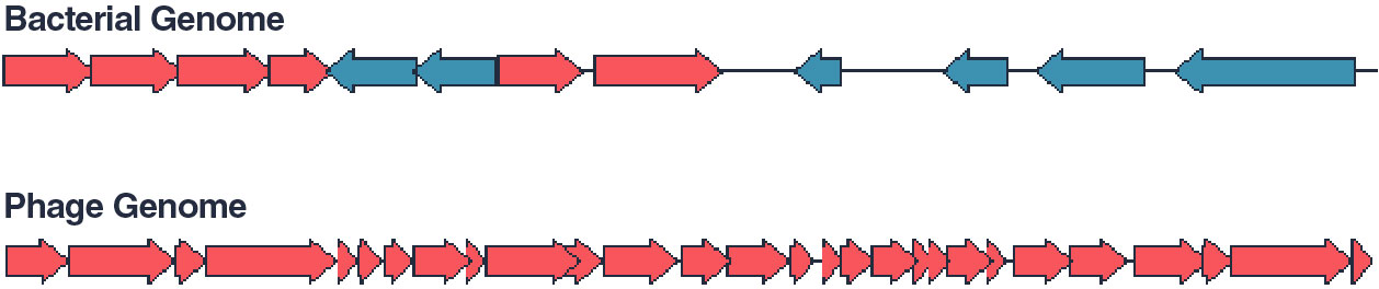 Horizontally aligned arrows moving in opposite directions represent the bacterial genome while horizontally aligned arrows moving in one direction represent the phage genome