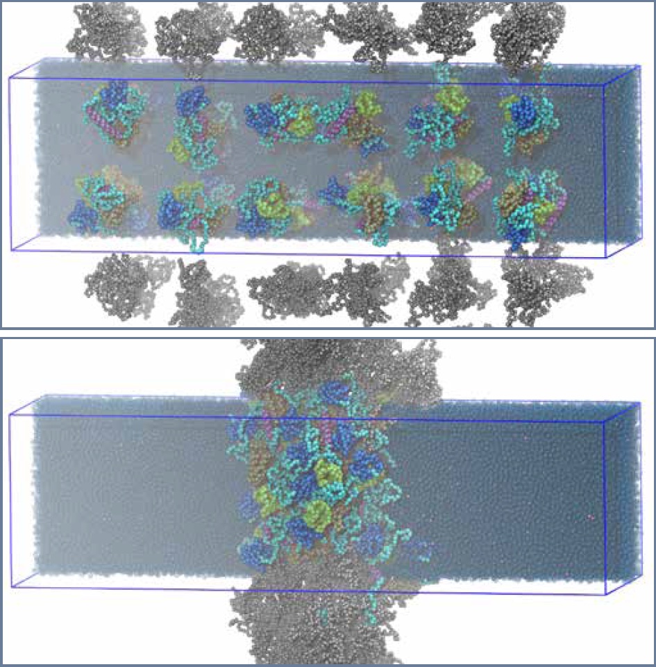 two images representing protein response
