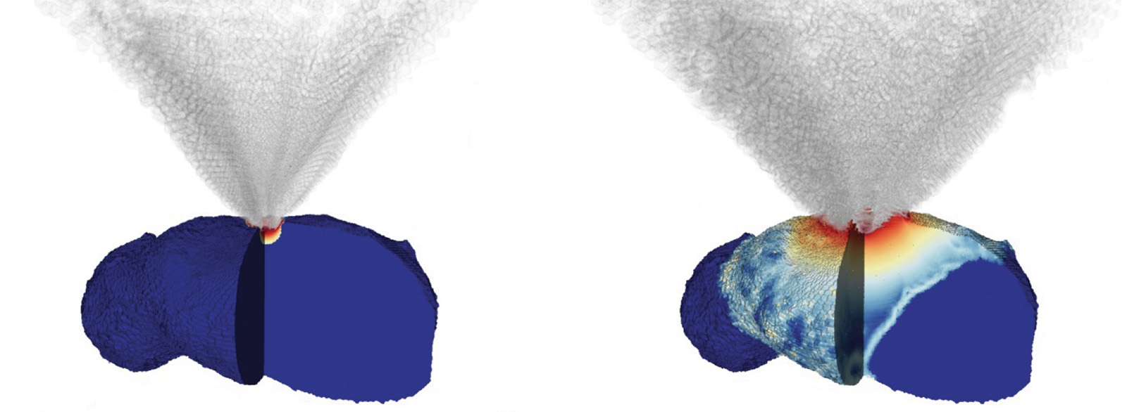 Two panels of potato-shaped asteroids in cross-section. Each is about 140-meters long, about 70- to 80-meters tall. Width is not represented. The long dimension is horizontal, with a crash site at center top. There’s no increased deformation (plastic strain), except within about 10 meters of the crater site, in the solid asteroid. The weak asteroid shows strain throughout its depth below the crash site and the strain gradient has less intensity outward from the crash, covering half the length of the asteroid at top and about a quarter the length along the bottom (opposite the crash). 