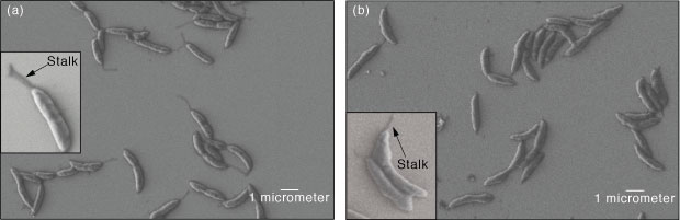 Scanning electron microscope images show C. crescentus cells grown (a) without and (b) with uranium exposure.