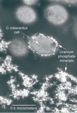 A transmission electron microscope image shows uranium phosphate minerals forming around and on the surface of C. crescentus cells, but not inside the cells.