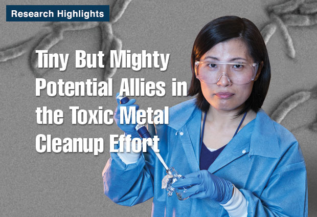 Article title: Tiny But Mighty Potential Allies in the Toxic Metal Cleanup Effort; photo of Yongqin Jiao.