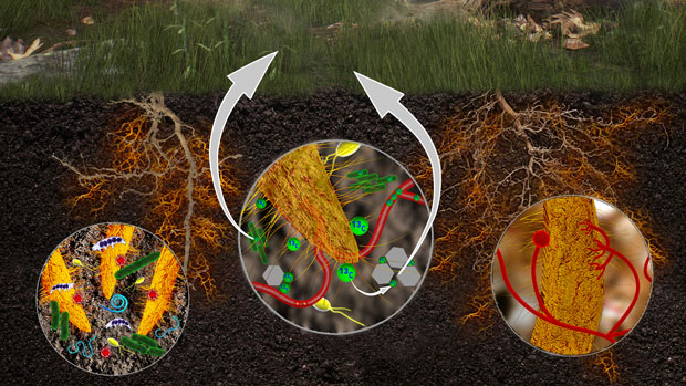 (left) Soil decomposition processes are shaped by interactions between plant roots, microorganisms, and soil minerals. (middle) Carbon (13C) fixed during plant photosynthesis is released during the breakdown of leaves and roots, then consumed by bacteria and fungi, with a portion becoming bound to soil minerals. (right) Fungi (red threads) are shown in association with a plant root. With stable isotope tracers and high-resolution imaging, Livermore researchers can quantify and track decomposition processes. (Rendering by Adam Connell.) 
