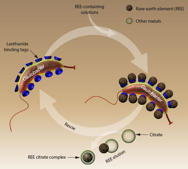 An urgent need exists for new approaches to efficiently extract and recover rare-earth elements from ore and recyclable products. Toward this goal, Livermore scientists have genetically engineered the bacterium Caulobacter crescentus to adsorb rare earths onto its cell surface. The adsorbed elements can be recovered using citrate solution and the bacteria can be reused. (Rendering by Adam Connell.) 