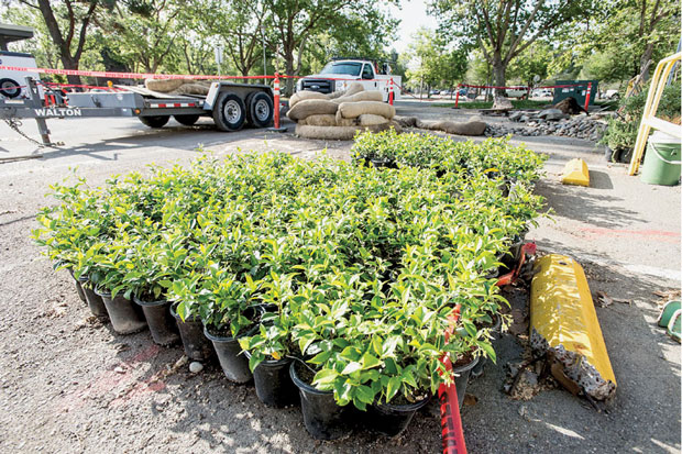 Livermore is planting water-wise shrubs to reduce the amount of water required for landscaping. (Photograph by Paul Hara.)  