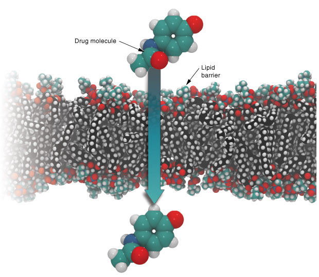 This simulation shows a drug compound crossing the lipid barrier between the bloodstream and the brain. Predicting such behavior could help drug researchers better gauge drug efficacy and catch potentially serious side effects at an early stage of drug development.