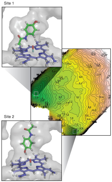 Livermore researchers calculated the most favorable binding arrangements and locations for several key proteins during acetaminophen metabolism to help determine which reactions produce which by-products. Free-energy mapping (right) and binding calculations (insets) show that the protein CYP2E1 prefers site 1, a configuration and binding location leading to N-acetyl-p-benzoquinone imine (NAPQI), a by-product of acetaminophen that can cause liver damage. Site 2, another possibility, would produce a nontoxic by-product; however, it has a higher free-energy value, so a reaction is much less likely. 