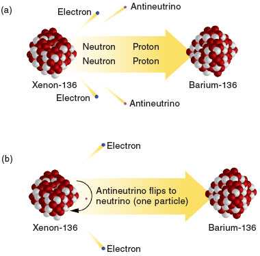 (a) In the double beta decay process, two neutrons simultaneously convert to two protons, emitting two electrons and two electron antineutrinos that share the energy generated from the decay. (b) During neutrinoless double beta decay, the nucleus would emit only electrons, which carry the full energy of the decay, because the antineutrinos would have been reabsorbed as neutrinos. 