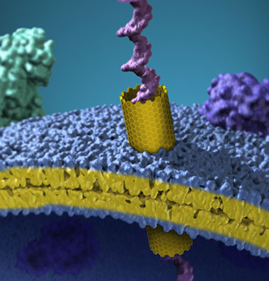 In this artist’s view, a carbon nanotube has been inserted through the plasma membrane of a cell, forming a strawlike tunnel through which molecules can pass into the cell. The image shows a single long strand of DNA passing through that tunnel, illustrating one of many possible ways of using these artificial “pores” to deliver drugs or other molecules into targeted cells. (Image courtesy of Xavier Studios.) 