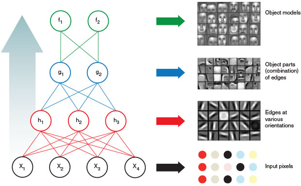 A deep learning neural network such as the Livermore Brain recognizes images through a hierarchy of layers composed of units represented by circles, with each unit connected to units in the layer above it. Starting with (black) input, the network first (red) recognizes the most basic components, such as edges, then (blue) parts containing multiple components, and finally (green) the object itself. (Right-hand images courtesy of Honglak Lee.)    