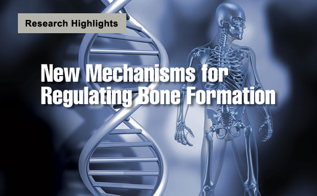 Article title: New Mechanisms for Regulating Bone Formation