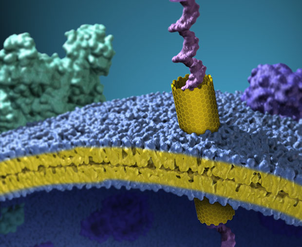Livermore-developed carbon nanotubes spontaneously insert into both artificial and natural cell membranes, reproducing the functions of biological channels. In this rendering, a carbon nanotube (yellow) has inserted into a cell membrane (blue and yellow), with a single strand of DNA passing (violet) through the nanotube. (Image courtesy of Xavier Studios.) 