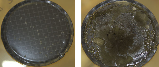 (top) When target spores are added to clean samples, they produce clear, distinct microbial colonies that are easy to analyze and identify. (bottom) When the same amount of spores are added to samples taken from a grimy, metal-contaminated environment, target colonies are difficult to distinguish from “background” microbial growth. 