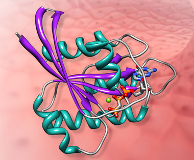 Found in all human cells and organs, RAS proteins, such as the one shown in this artist’s rendering, are involved in transmitting signals within cells and regulating diverse cell behaviors. Mutations in RAS genes are responsible for up to 30 percent of all human cancers, including some of the most deadly forms. (Rendering by Elaine Meng.)  
