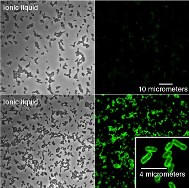 (left) Phase contrast and (right) fluorescence microscopy images show that compared to (top row) an ionic-liquid-free environment, Escherichia coli cultures thrive in an otherwise toxic environment of (bottom row) the ionic liquid 1-ethyl-3-methylimidazolium chloride.