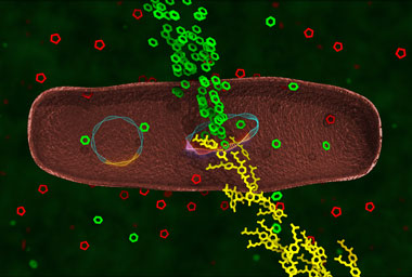 This rendering illustrates the rapid conversion of biomass-derived glucose to a chemical compound that bacteria would normally not synthesize. Inside the cell, a ring-shaped DNA plasmid (left) has the single gene to produce an efflux pump, enabling growth in the presence of toxic levels of ionic liquid (red pentagons). The other plasmid (right) contains enzyme-encoding genes to convert glucose (green hexagons) to the biofuel precursor bisabolene (yellow).